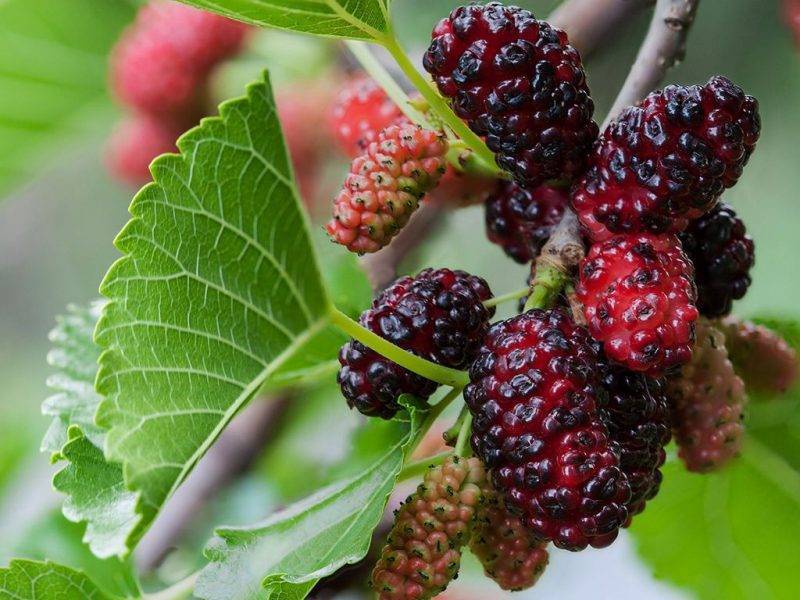 Шелковица купить саженцы из питомнике в Нерюнгри