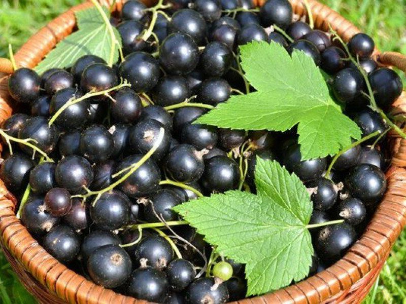 Смородина купить саженцы из питомника в Нерюнгри