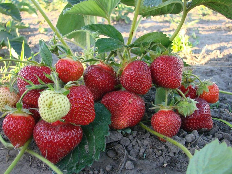 Клубника купить саженцы из питомника в Нерюнгри
