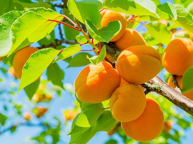 Абрикос купить саженцы из питомнике в Нерюнгри