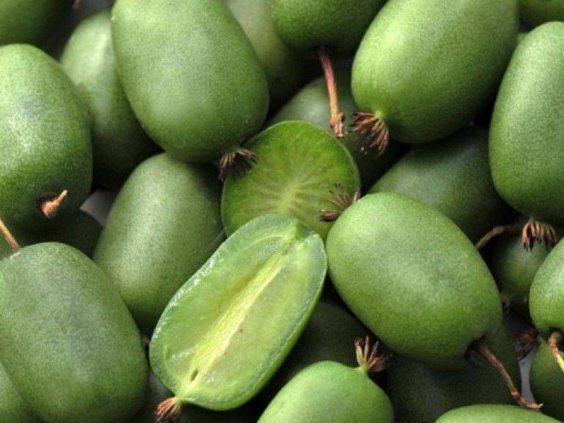 Актинидия купить саженцы из питомнике в Нерюнгри