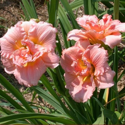 Лилейник "СИЛОАМ ДАБЛ КЛАССИК"